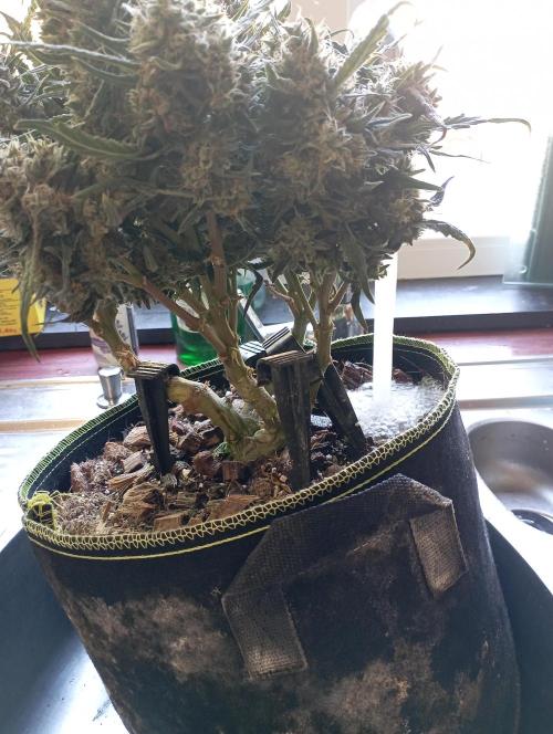FB West Coast OG. Week 13 - flushing week