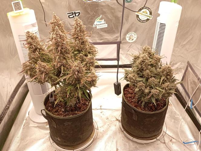 FB West Coast OG. Week 13 - flushing week
