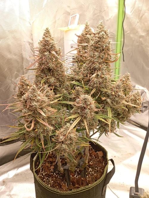 FB West Coast OG. Week 13 - flushing week