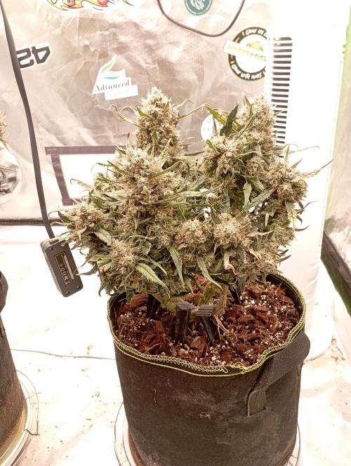 FB West Coast OG. Week 13 - flushing week