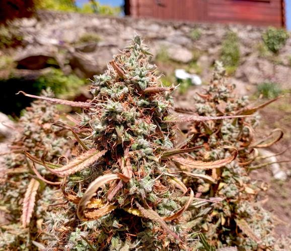 FB West Coast OG. Week 13 - flushing week