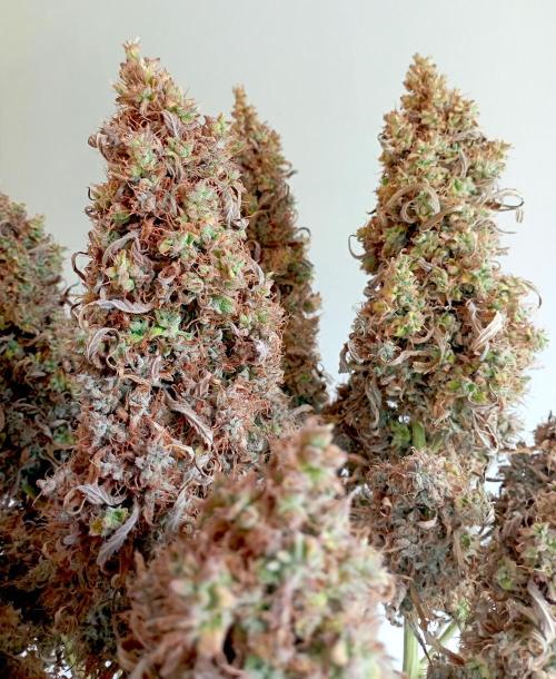 FB West Coast OG. Week 14 - D Day