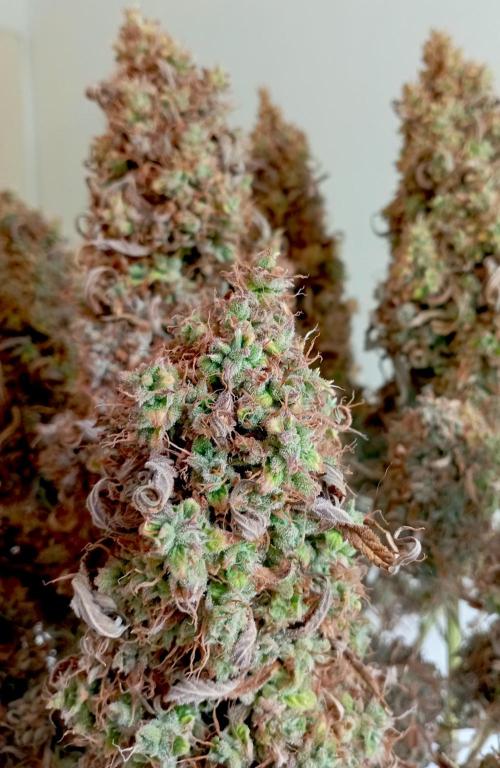 FB West Coast OG. Week 14 - D Day
