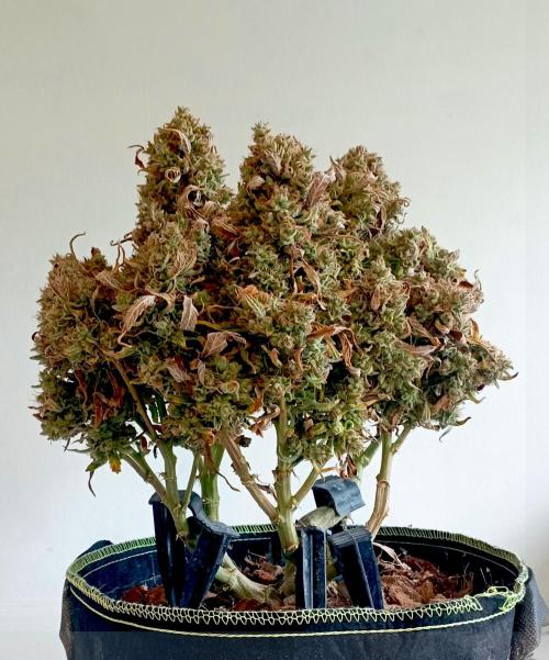 FB West Coast OG. Week 14 - D Day