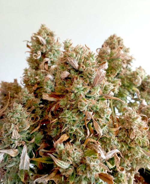FB West Coast OG. Week 14 - D Day