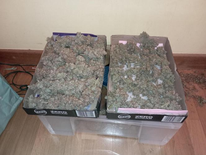 FB West Coast OG. Week 14 - trim day