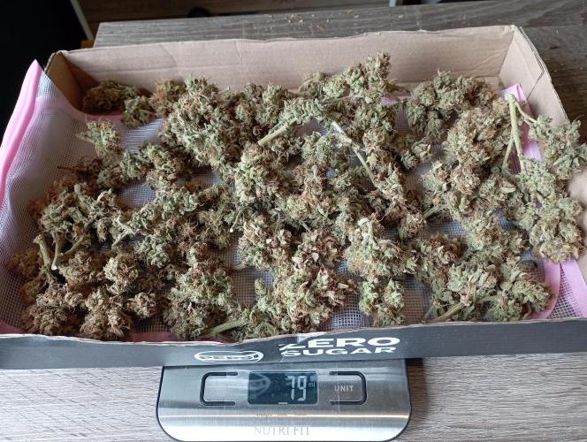 FB West Coast OG. Week 14 - final results