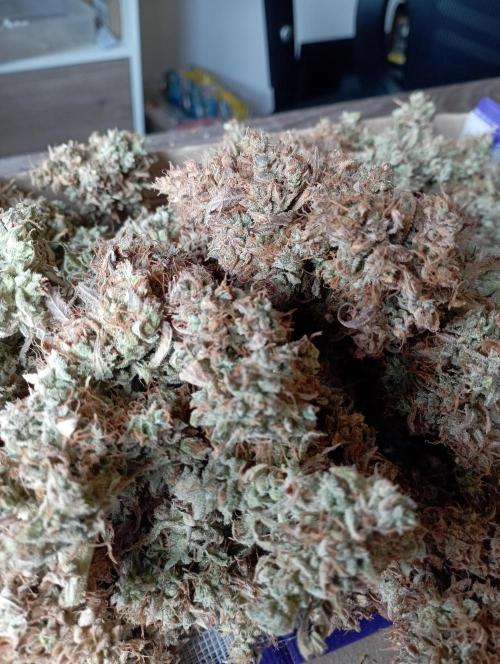FB West Coast OG. Week 14 - final results