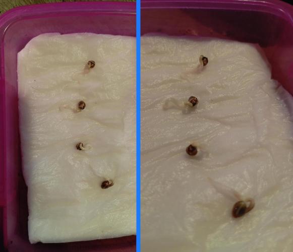 FB Apple Strudel. Week 0 - seeding week