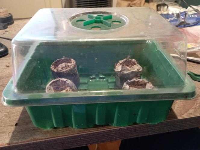 FB Apple Strudel. Week 0 - seeding week