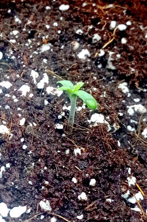 FB Apple Strudel. Week 0 - seeding week
