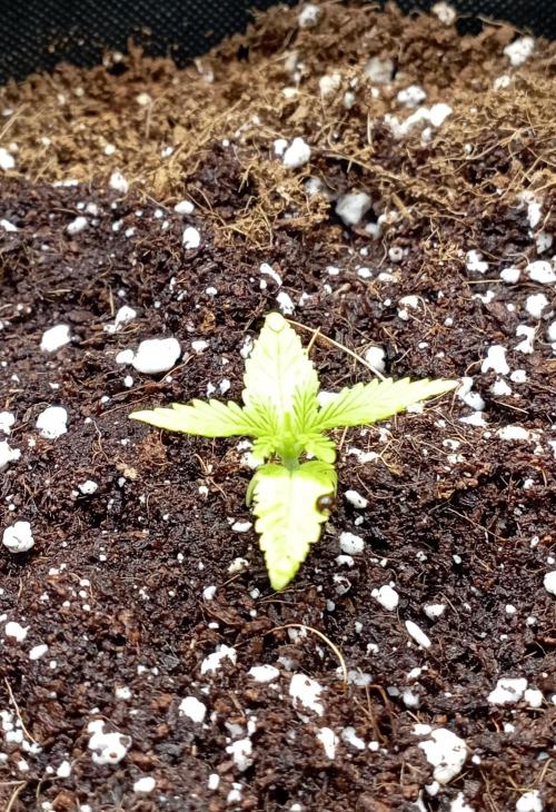 FB Apple Strudel. Week 2