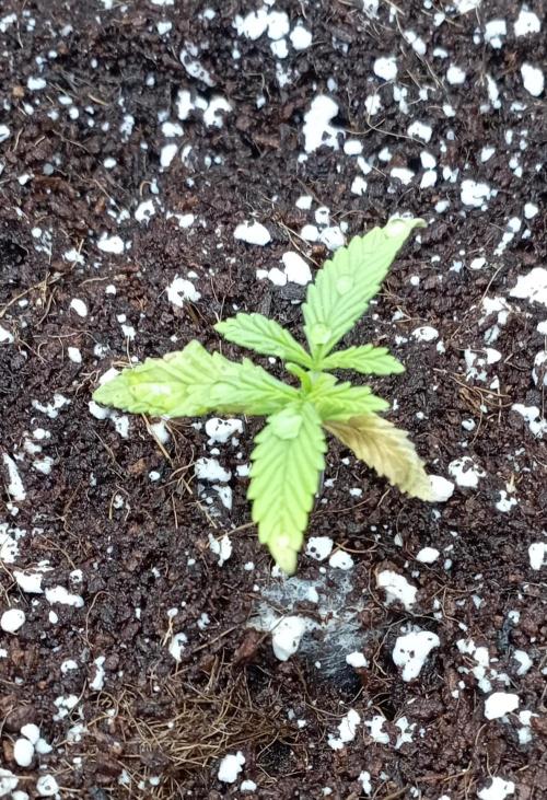 FB Apple Strudel. Week 2