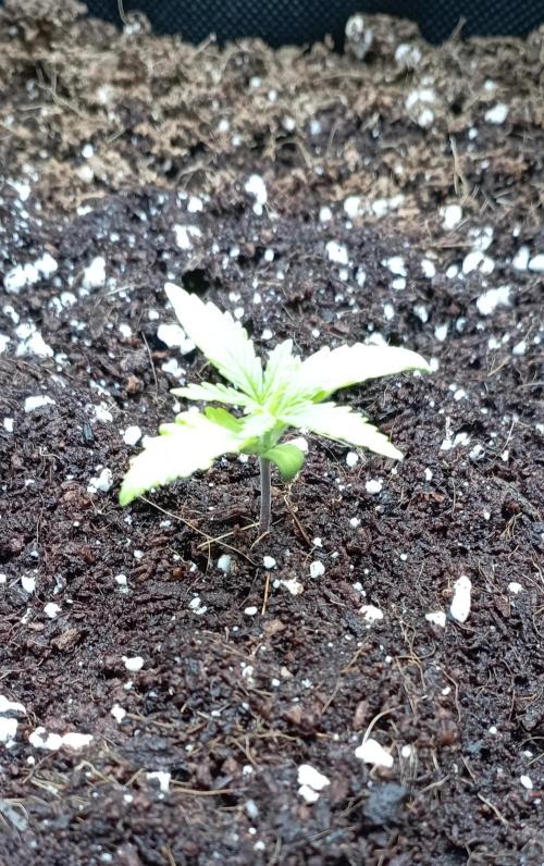 FB Apple Strudel. Week 2