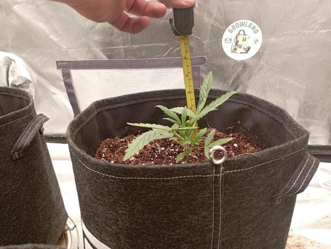 FB Apple Strudel. Week 3