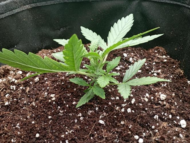 Apple Strudel Auto. Week 3