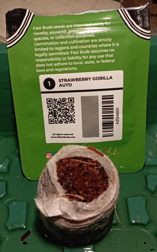 FB Strawberry Gorilla. Week 0 - Day 0