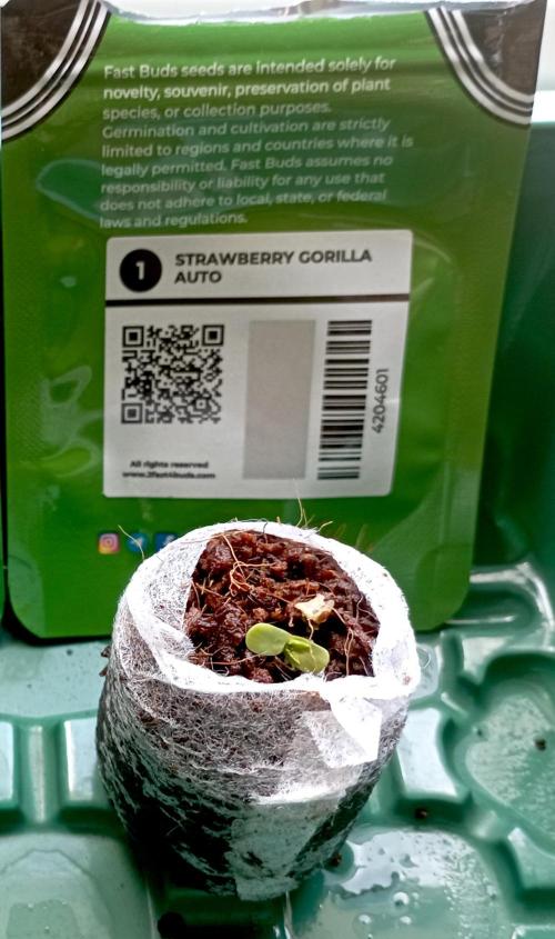 FB Strawberry Gorilla. Week 0 - Day 3