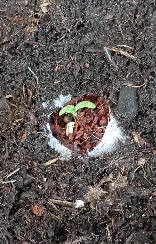 FB Strawberry Gorilla. Week 0 - Day 3