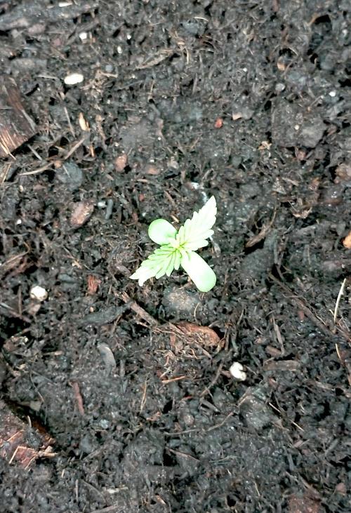 FB Strawberry Gorilla. Week 0 - Day 7
