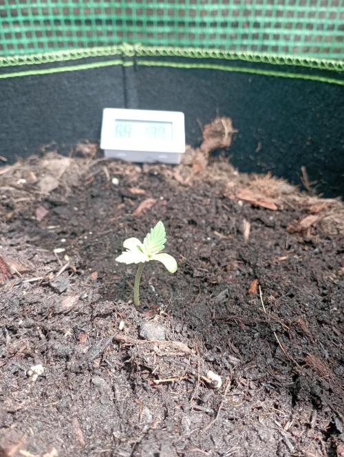 FB Strawberry Gorilla. Week 0 - Day 7