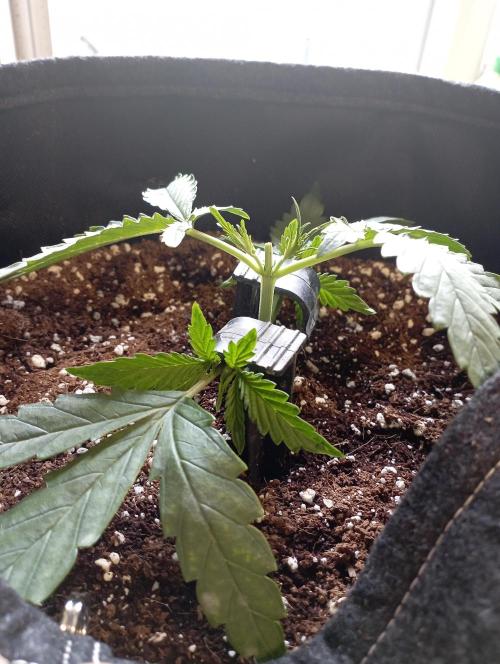 FB Apple Strudel. Week 4 - first day
