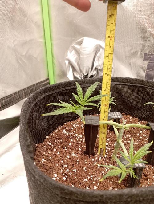 Apple Strudel Auto. Week 4