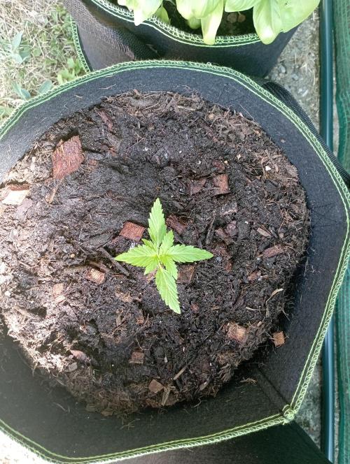 FB Strawberry Gorilla. Week 1