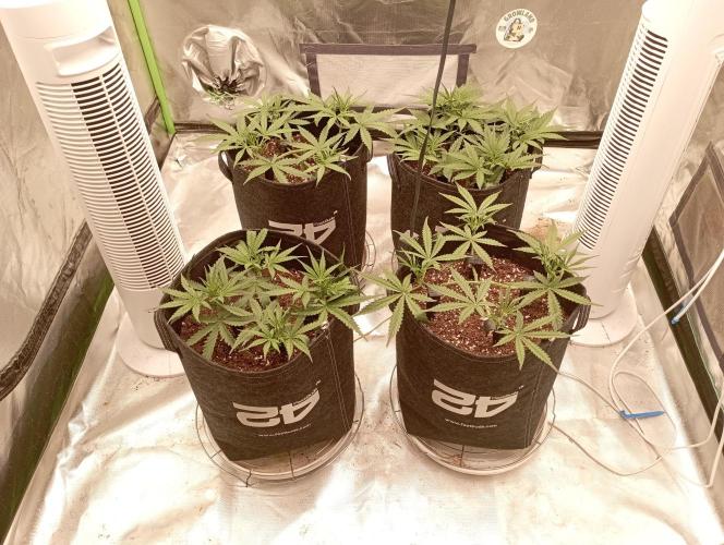 FB Apple Strudel. Week 5