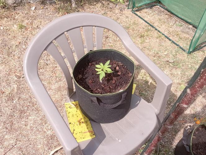 FB Strawberry Gorilla. Week 2