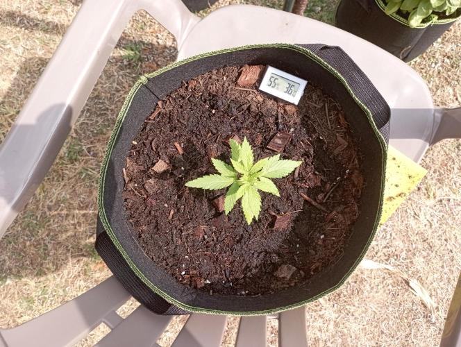 FB Strawberry Gorilla. Week 2