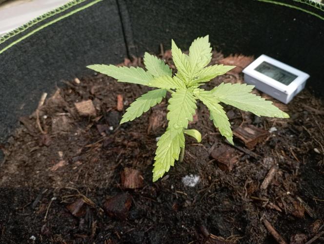 FB Strawberry Gorilla. Week 2