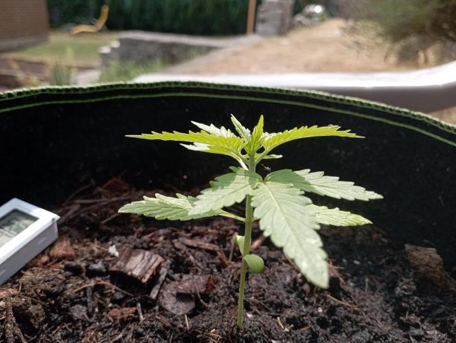 FB Strawberry Gorilla. Week 2