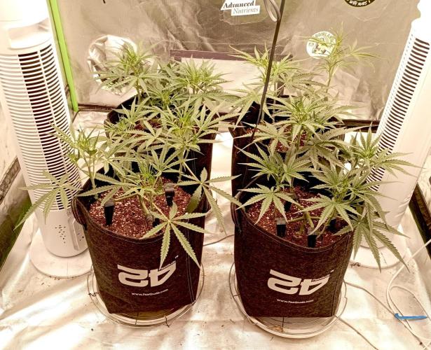FB Apple Strudel. Week 6