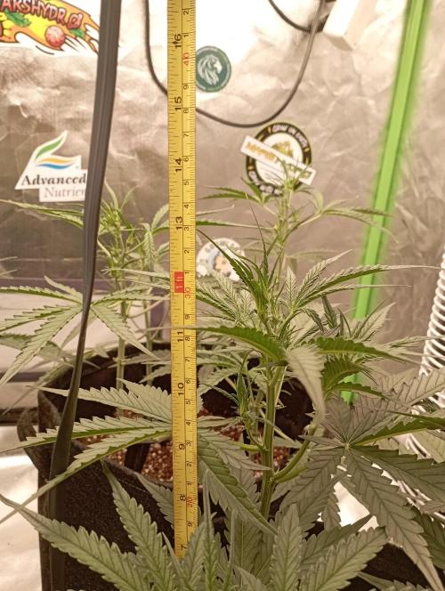 FB Apple Strudel. Week 6