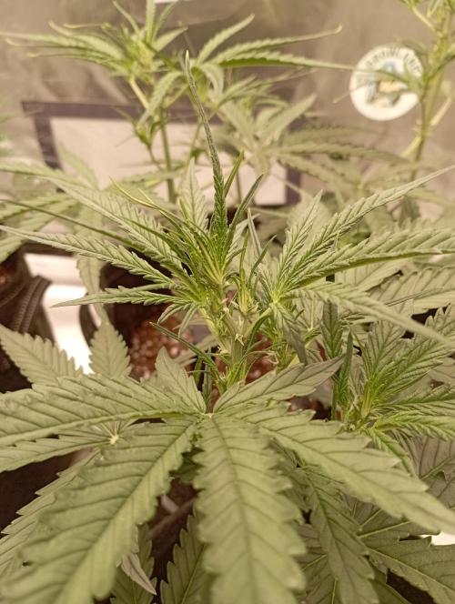 FB Apple Strudel. Week 6