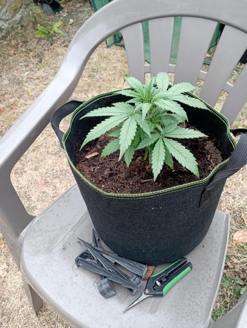 FB Strawberry Gorilla. Week 3