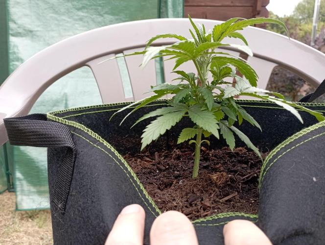 FB Strawberry Gorilla. Week 3