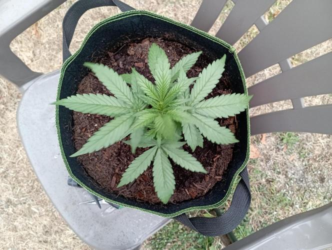 FB Strawberry Gorilla. Week 3