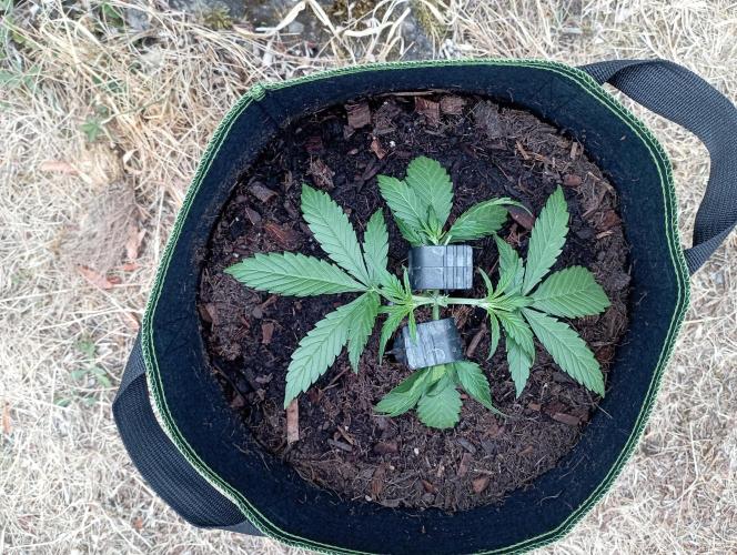 FB Strawberry Gorilla. Week 3