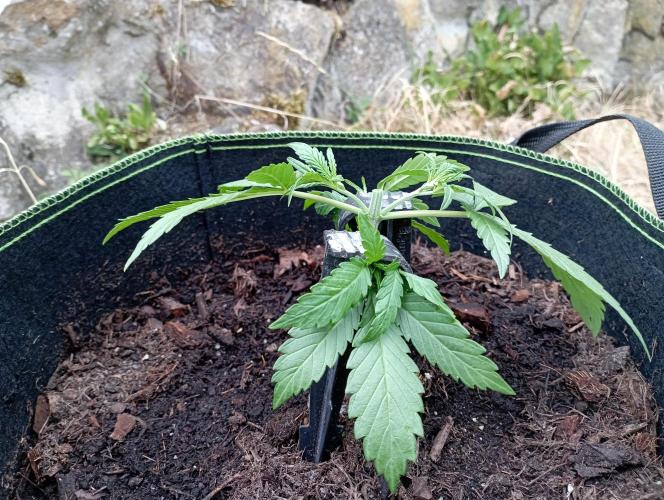 FB Strawberry Gorilla. Week 3