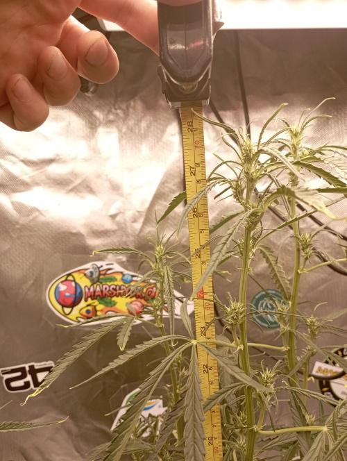 FB Apple Strudel. Week 7