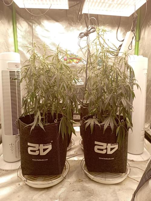 FB Apple Strudel. Week 7
