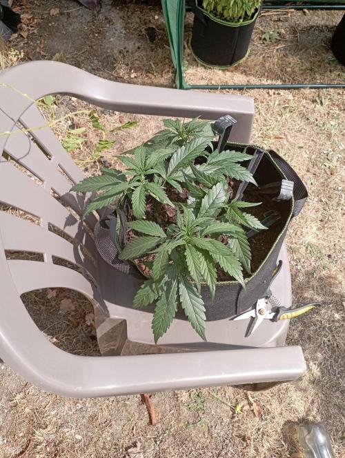 FB Strawberry Gorilla. Week 4