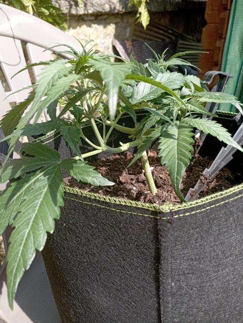 FB Strawberry Gorilla. Week 4