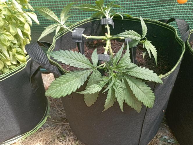 FB Strawberry Gorilla. Week 4