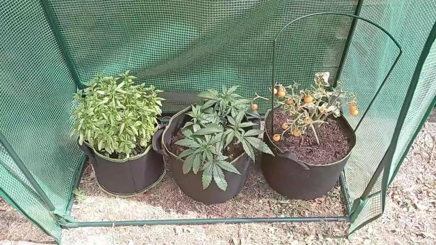FB Strawberry Gorilla