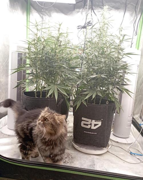 FB Apple Strudel. Week 8