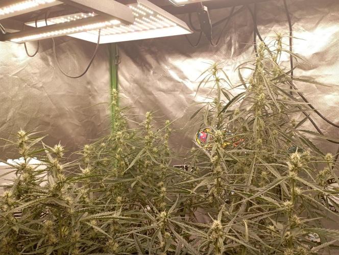 FB Apple Strudel. Week 8
