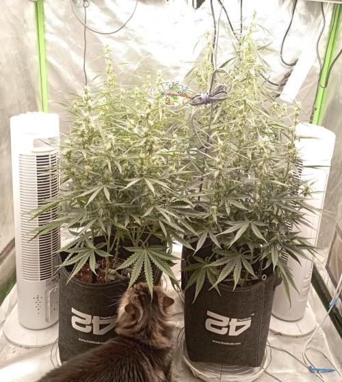 FB Apple Strudel. Week 8